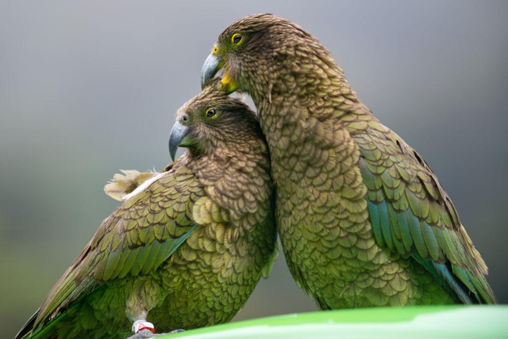 20 Birds in New Zealand → Stunning New Zealand Birds